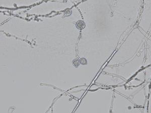 Phytophthora_cactorum_4