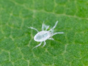 Amblydromalus limonicus