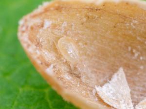 Amblydromalus limonicus