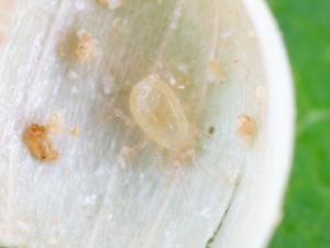 Amblydromalus limonicus