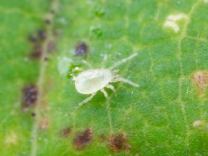 Amblydromalus limonicus