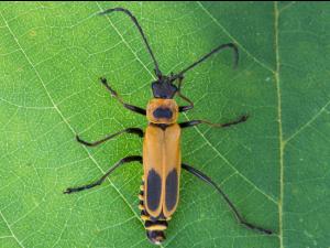 Cantharide de Pennsylvanie (Chauliognathus pensylvanicus )