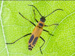 Cantharide de Pennsylvanie (Chauliognathus pensylvanicus)