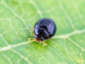 Delphastus catalinae