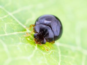 Delphastus catalinae