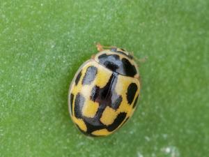 Coccinelle à quatorze points (Propylea quatuordecimpunctata)_2