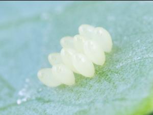 Coccinelle à quatorze points (Propylea quatuordecimpunctata)