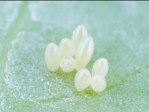 Coccinelle à quatorze points (Propylea quatuordecimpunctata)