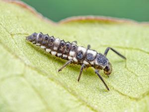Coccinelle à quatorze points (Propylea quatuordecimpunctata)