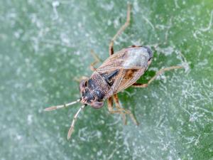 Géocorise commune (Geocoris bullatus)