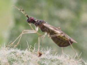 Dicyphus hesperus