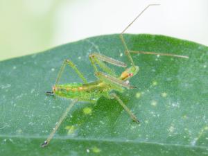 Zelus luridus