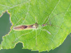 Zelus luridus