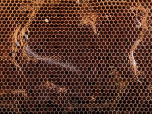 Petite fausse-teigne (Achroia grisella)