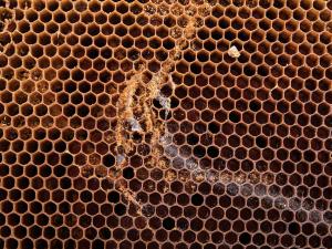 Petite fausse-teigne (Achroia grisella)