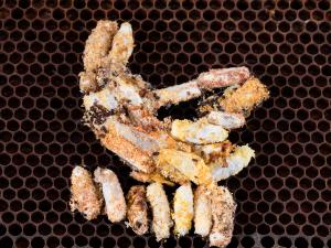 Fausse-teigne de la cire (Galleria mellonella)