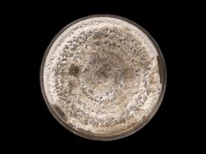  Alternaria_alternata_5