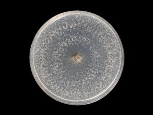 Botryosphaeria_dothidea_10