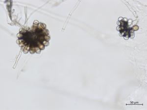 Cephaliophora_tropica_6