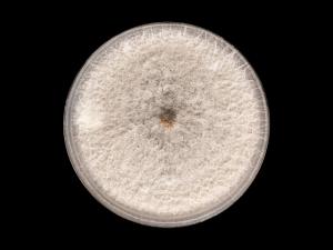 Colletotrichum_siamense_8