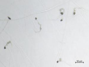 Colletotrichum_coccodes_1