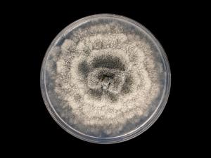 Coniella_diplodiella_6