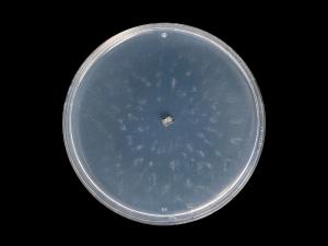 Coniella_diplodiella_10