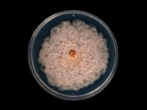 Fusarium_sambucinum_2