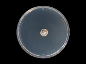 Helminthosporium_solani_5