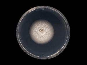 Ilyonectria_liriodendri_5