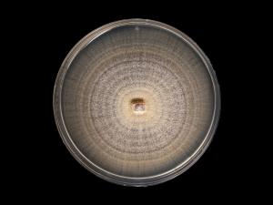 Neocosmospora_solani_7