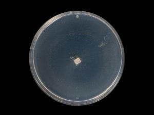 Neocosmospora_solani_9