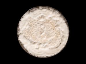 Neopestalotiopsis_sp_5