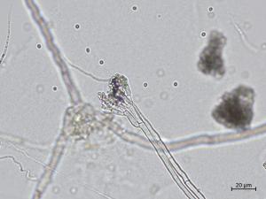 Penicillium_olsonii_6