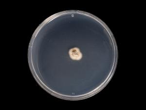 Phaeoacremonium_minimum_1