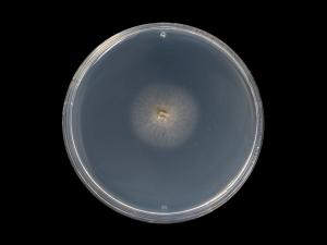 Phaeoacremonium_minimum_5