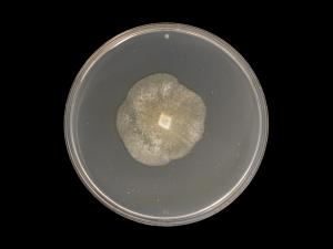 Phytophthora_cactorum_6