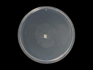 Phytophthora_cactorum_9