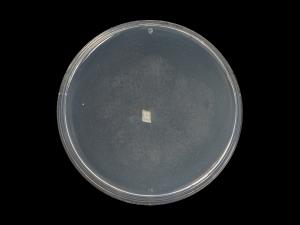 Phytophthora_cactorum_10