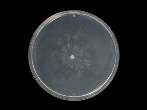 Phytophthora_erythroseptica_4