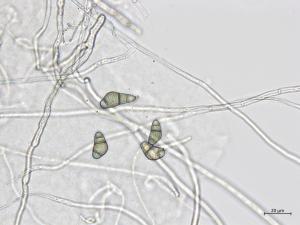 Curvularia_sp_1