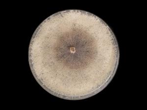 Cytospora_chrysosperma_4