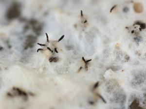 Diaporthe_sp_1