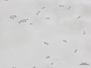 Diaporthe_sp_3