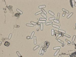Erysiphe_sp_2