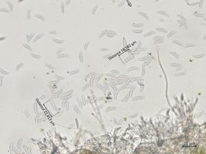 Fusarium_graminearum_3