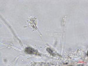 Penicillium_expansum_3