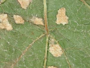 Ériophyide de la vigne (Colomerus vitis)