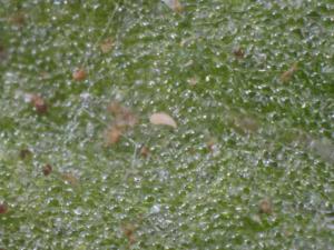 Aculops lycopersici