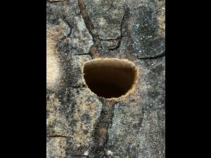 Agrile du frêne (Agrilus planipennis)